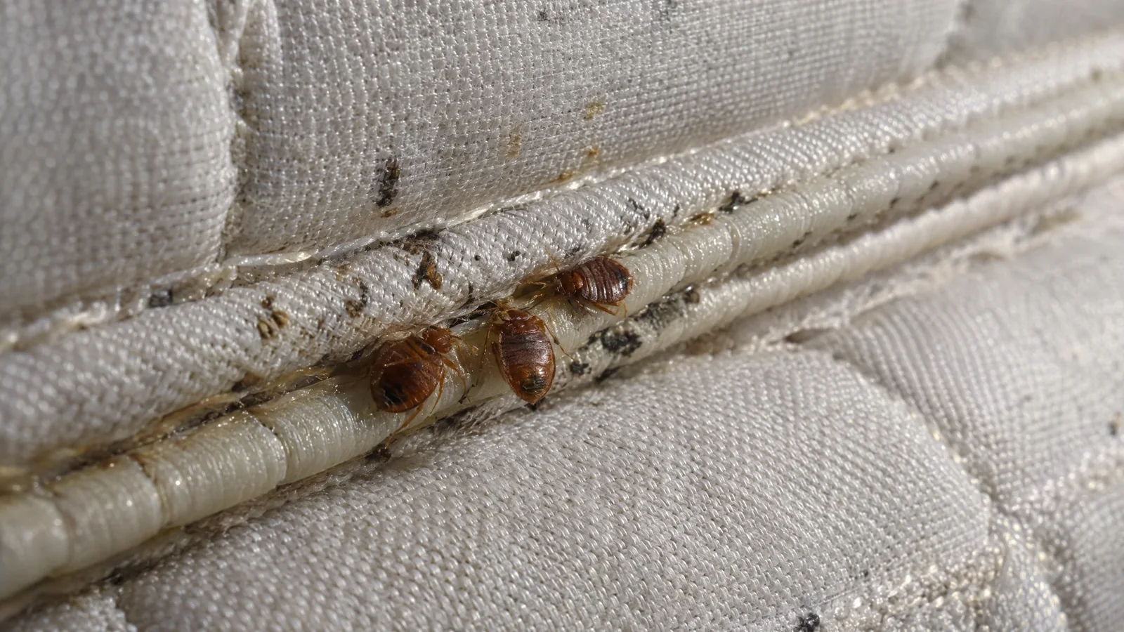 Adult bed bugs and dark spots along the seam of a mattress