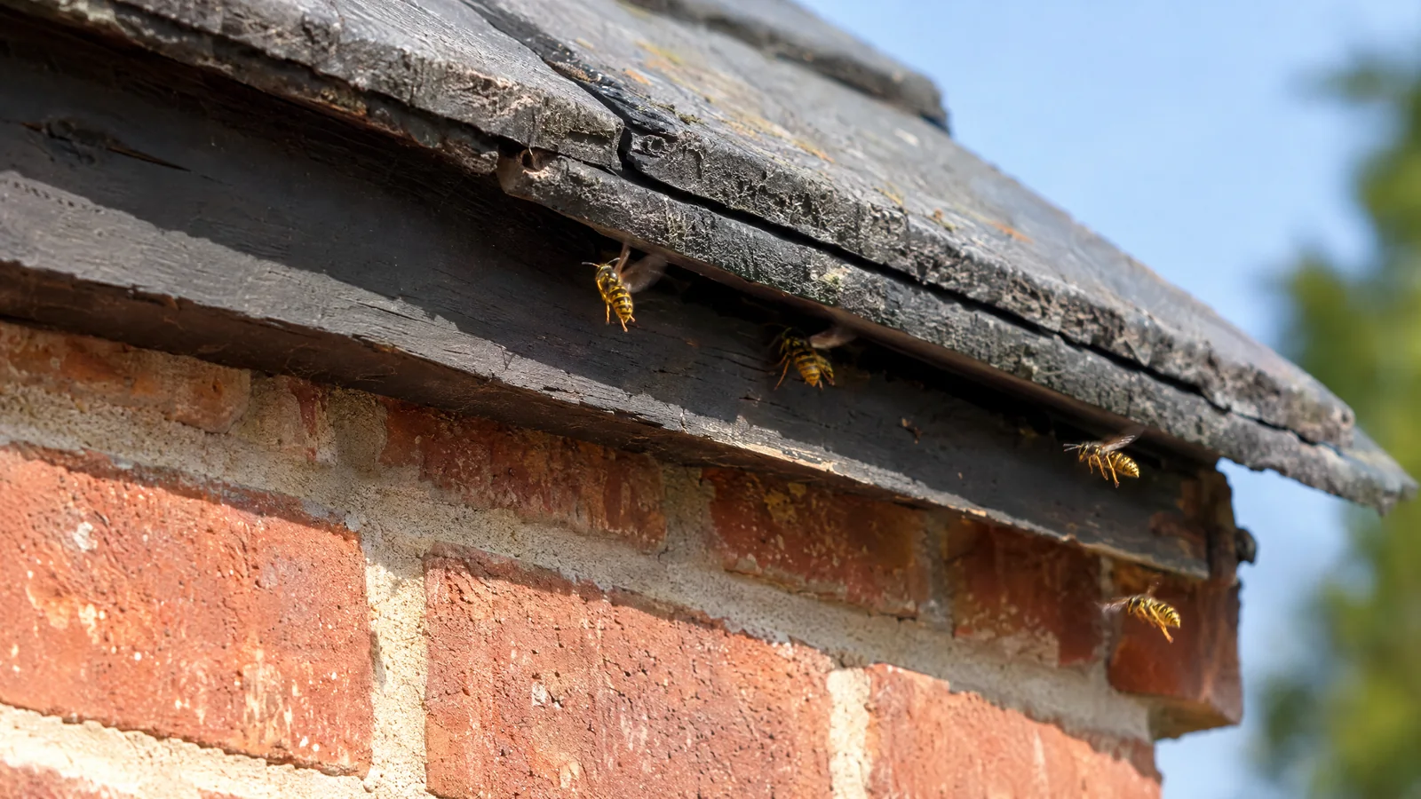 Common wasps flying in and out of a gap under roof eaves on a brick house
