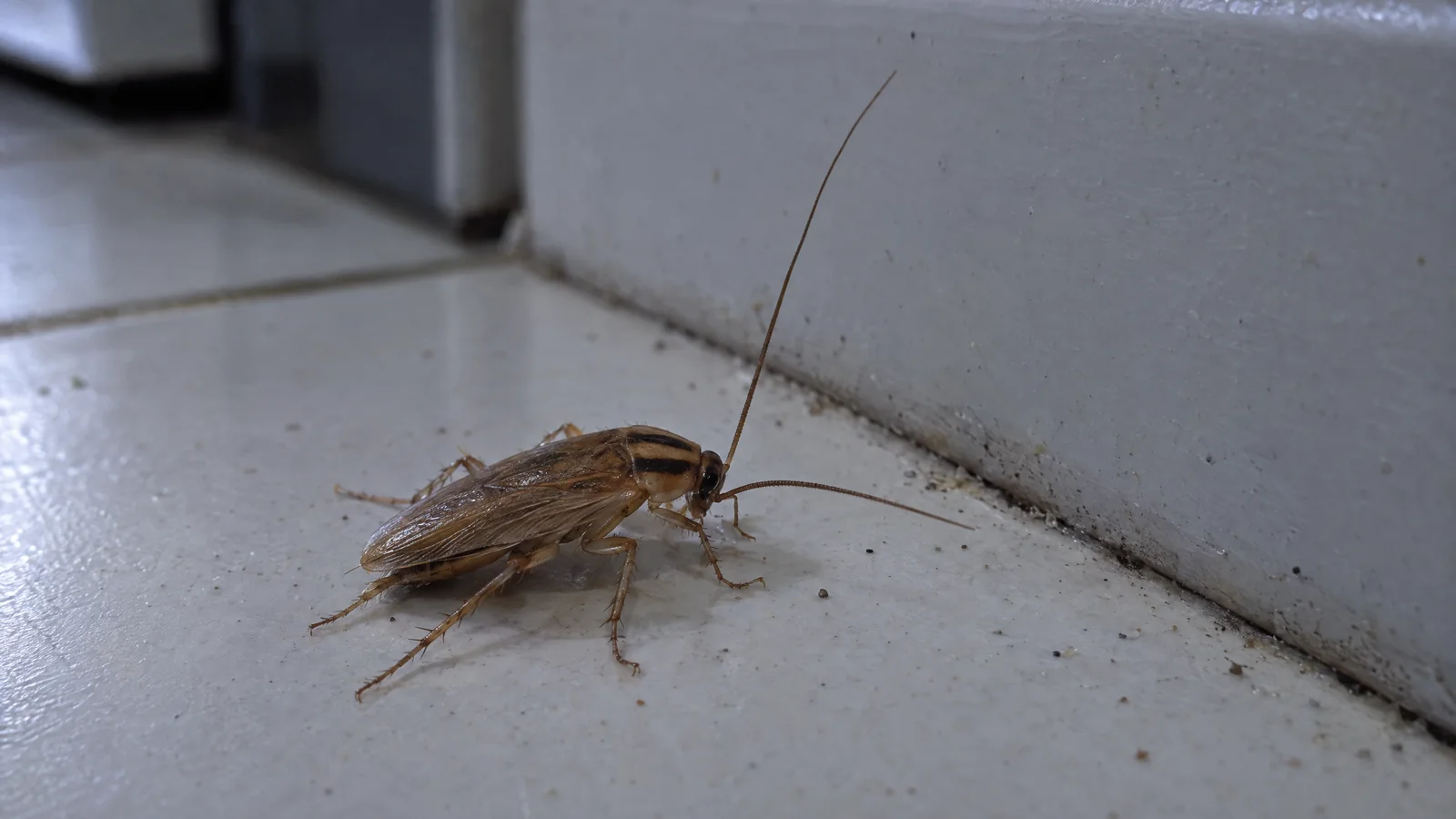 German cockroach on a tiled kitchen floor beside a skirting board