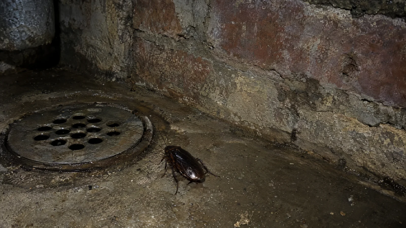 Dark oriental cockroach near a floor drain in a damp cellar
