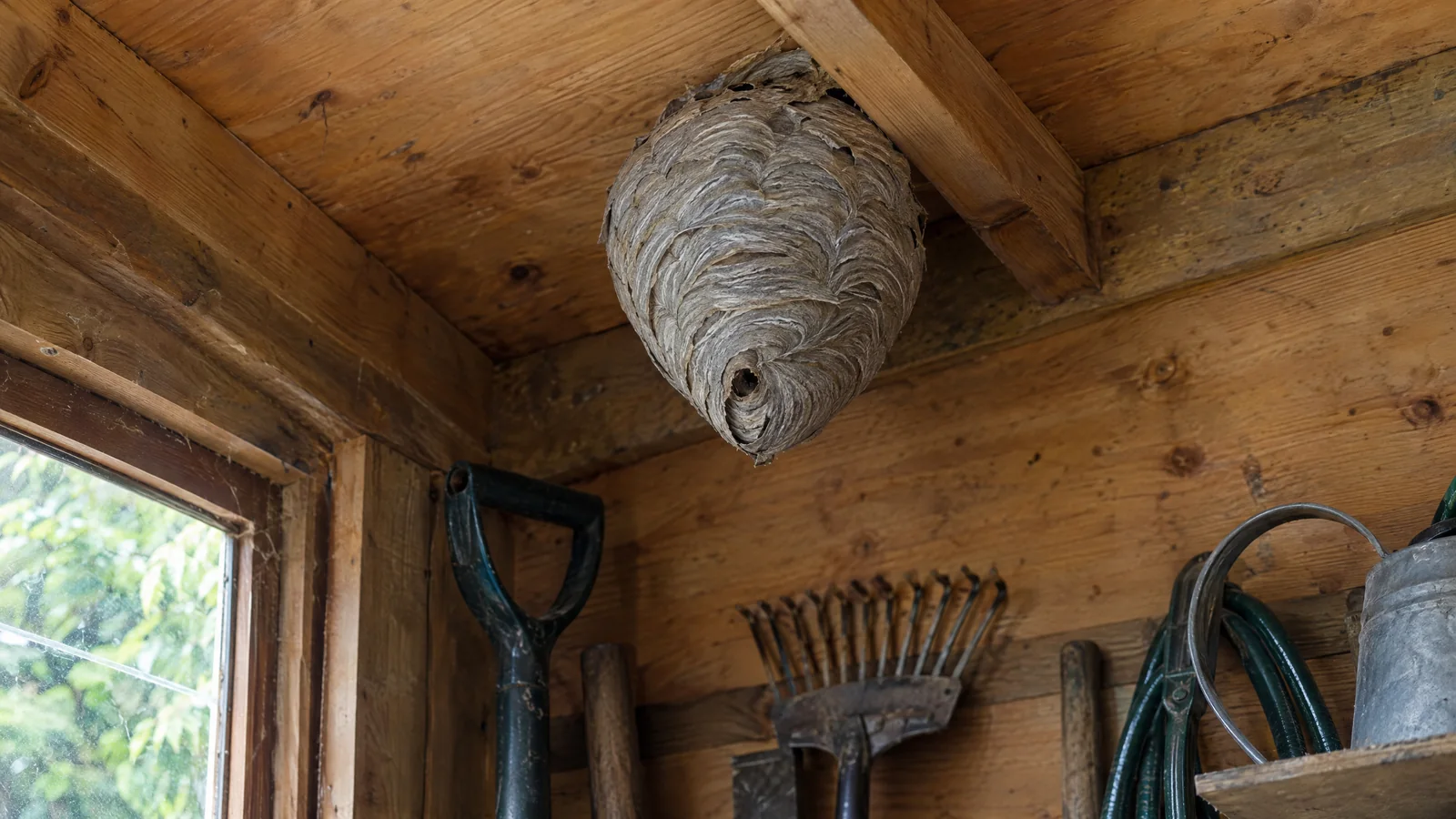 Grey papery wasp nest hanging from the roof timbers of a garden shed