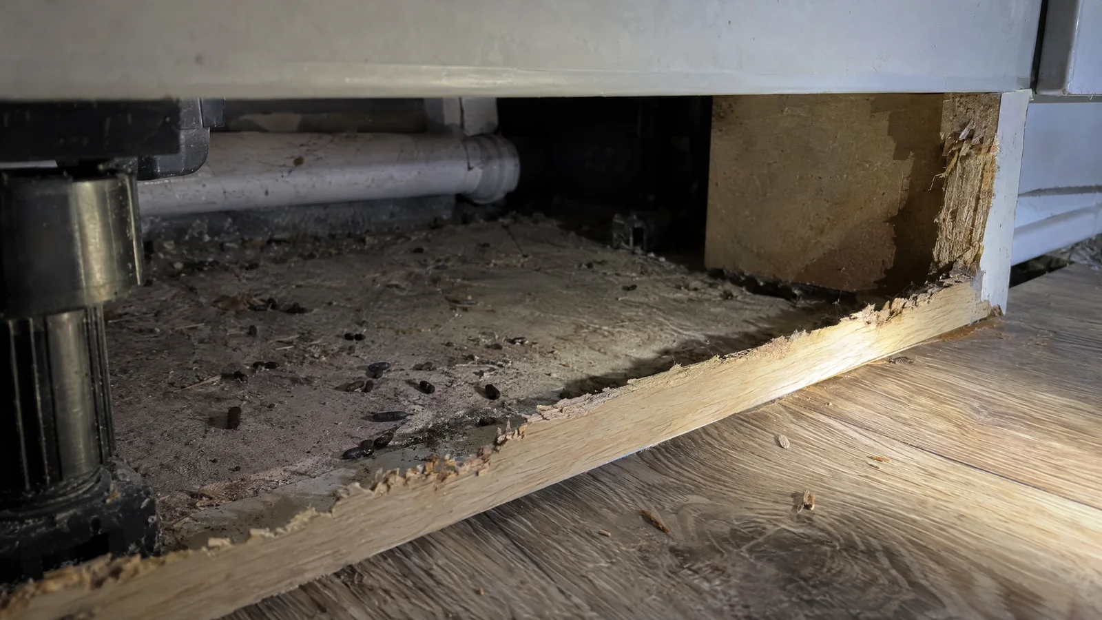 Rodent droppings and gnawed wood behind a lifted kitchen plinth