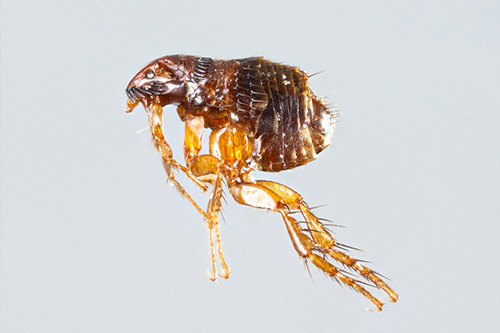 Flea Pest Control